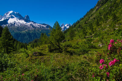 Low angle view of plants and trees on mountain at chamonix