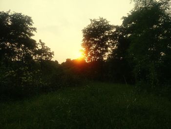 Trees on field against sky during sunset