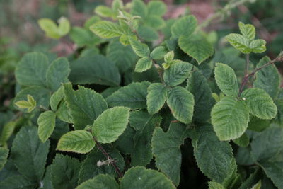 Close-up of green leaves