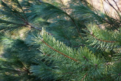 Close-up of pine tree