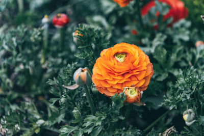 Close-up of orange marigold flower