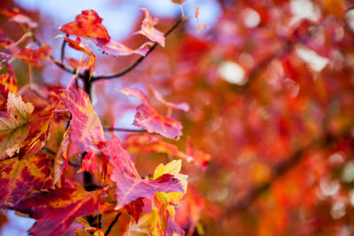 Close-up of maple leaves on tree