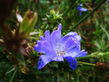 Close-up of purple flower blooming outdoors