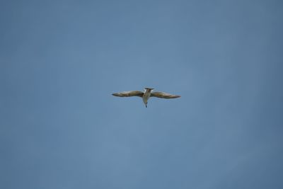 Low angle view of seagull flying in sky