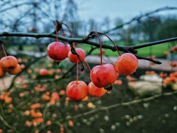 Close-up of red berries growing on tree