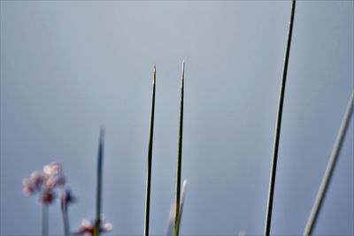 Low angle view of flowering plants against sky