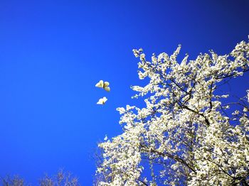 Low angle view of cherry blossoms against blue sky