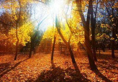 Sunlight streaming through trees in forest during autumn