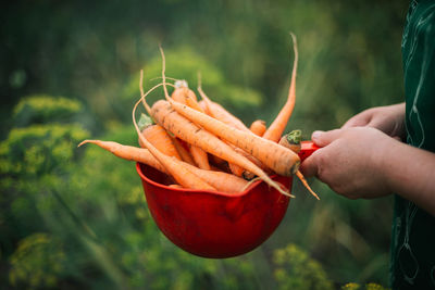 Woman holding organic carrots from backyard garden