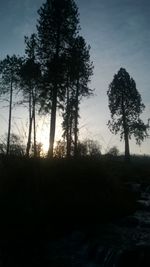 Silhouette trees in forest against sky at sunset