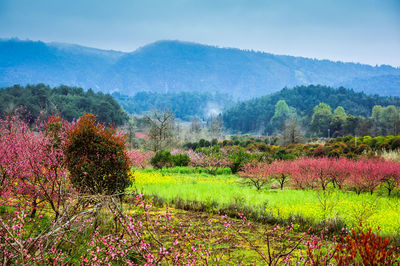 Scenic view of trees on field against sky