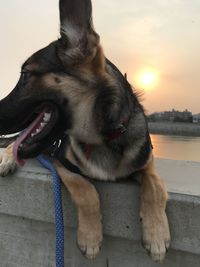 Close-up of dog looking at camera