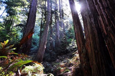 Sunlight streaming through trees in forest