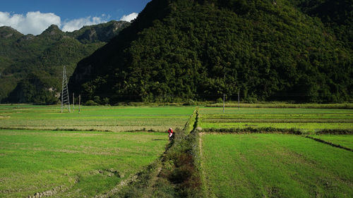 Scenic view of agricultural field against sky