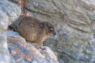 View ofsxall rock hyrax sitting among boulders, cape point area, cape peninsula, south africa