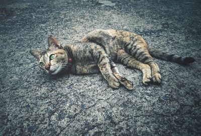 High angle view of a cat resting on street