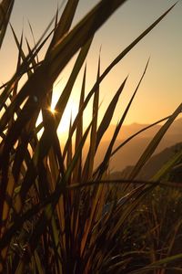 Close-up of silhouette plants against sky during sunset