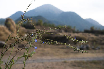 Close-up of plants on field against sky