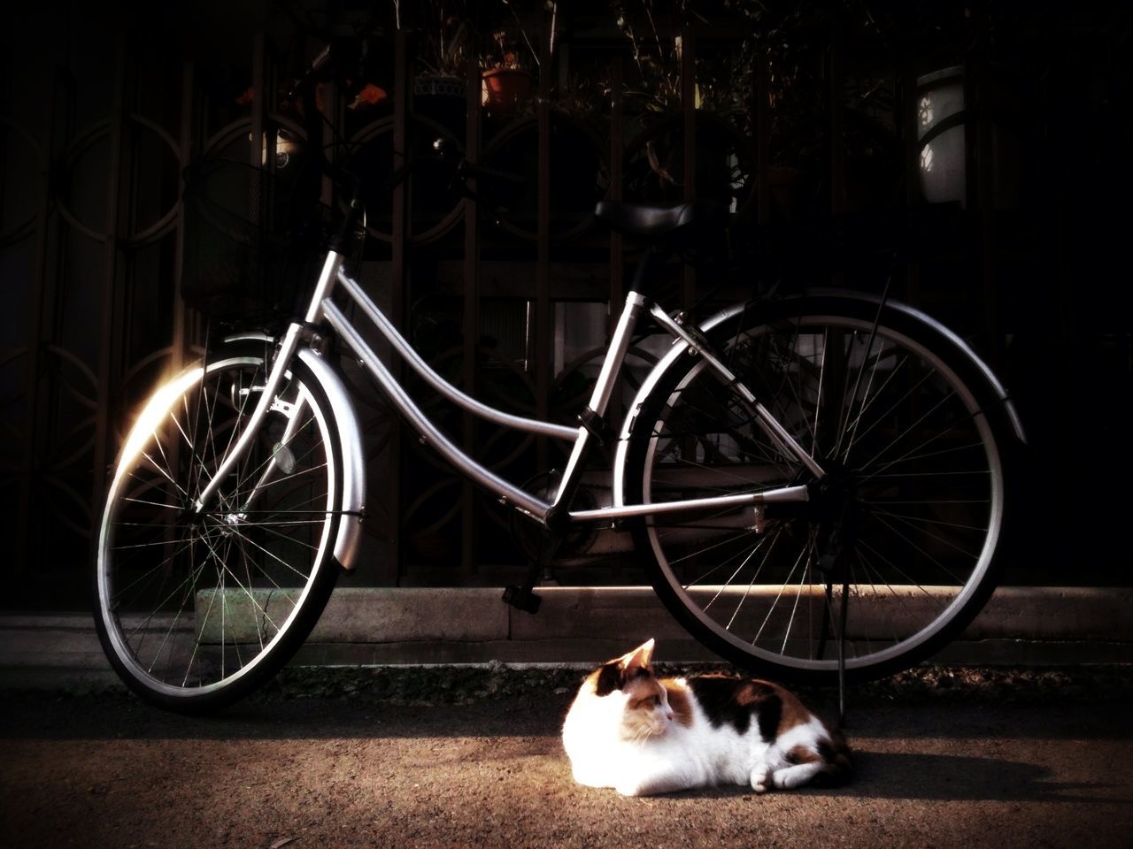 domestic animals, pets, animal themes, domestic cat, one animal, mammal, cat, bicycle, transportation, feline, land vehicle, mode of transport, street, night, stationary, side view, parking, outdoors, no people, sitting