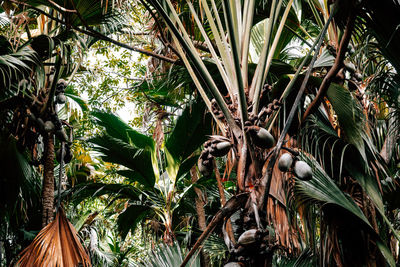 Low angle view of coconut palm trees in forest