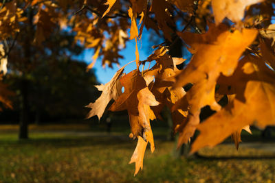 Close-up of dry maple leaves on tree