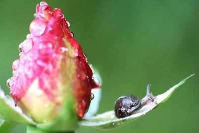 Close-up of insect on red flower