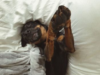 High angle view of dog relaxing on bed