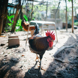 View of a rooster on land