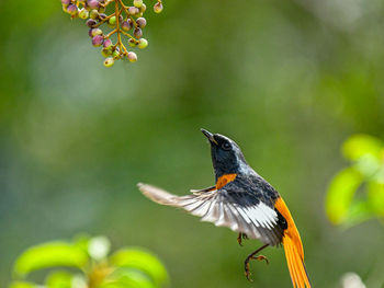 Close-up of bird perching on plant