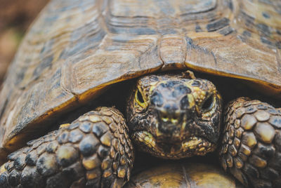 Close-up of tortoise