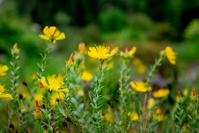 Close-up of yellow flowering plants on field