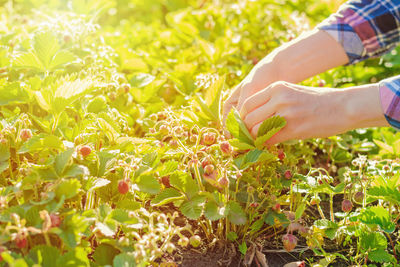 Midsection of person on plant at field