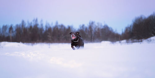 View of a dog in snow