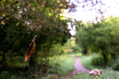 Close-up of autumn leaf on tree
