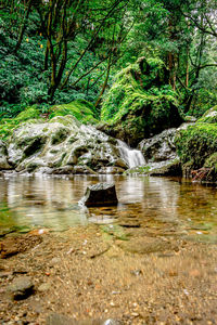 Scenic view of waterfall in forest