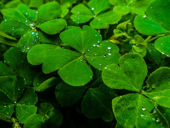 Close-up of wet plant leaves during rainy season