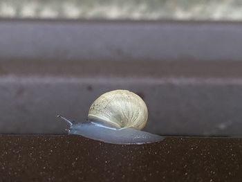 snail