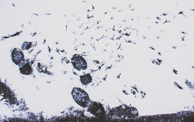 Flock of birds against sky during winter