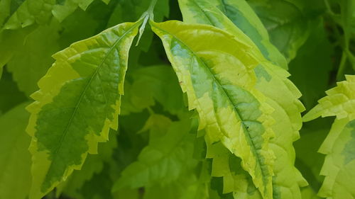 Close-up of fresh green leaves