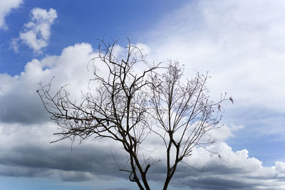 Low angle view of bare tree against sky