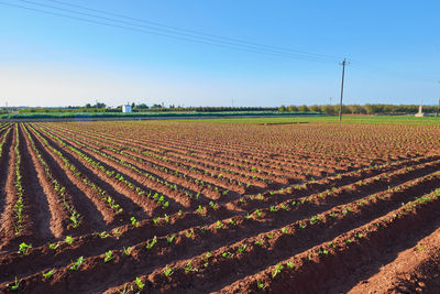 Scenic view of agricultural field against sky