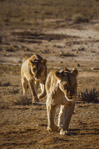 Two african lioness running front view in kgalagadi transfrontier park, south africa