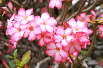 Close-up of pink flowering plant