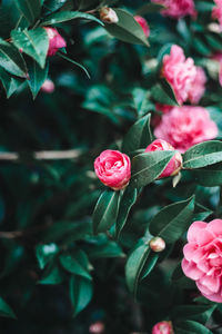 Close-up of pink rose