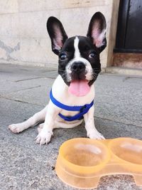 Portrait of french bulldog puppy sticking out tongue on footpath