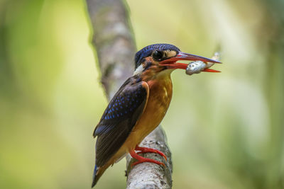 Close-up of bird with fish perching on tree