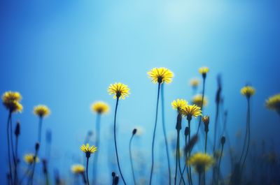 Close-up of yellow flowers blooming in field