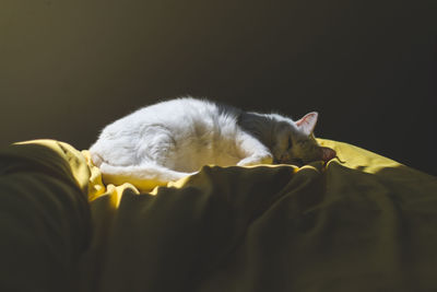 Close-up of cat relaxing against black background