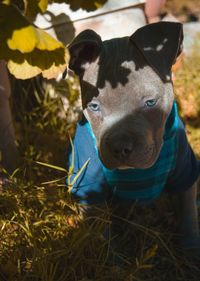 Close-up portrait of a dog on field