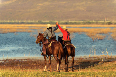 Horse in a field